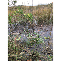 Suffolk King Tide image